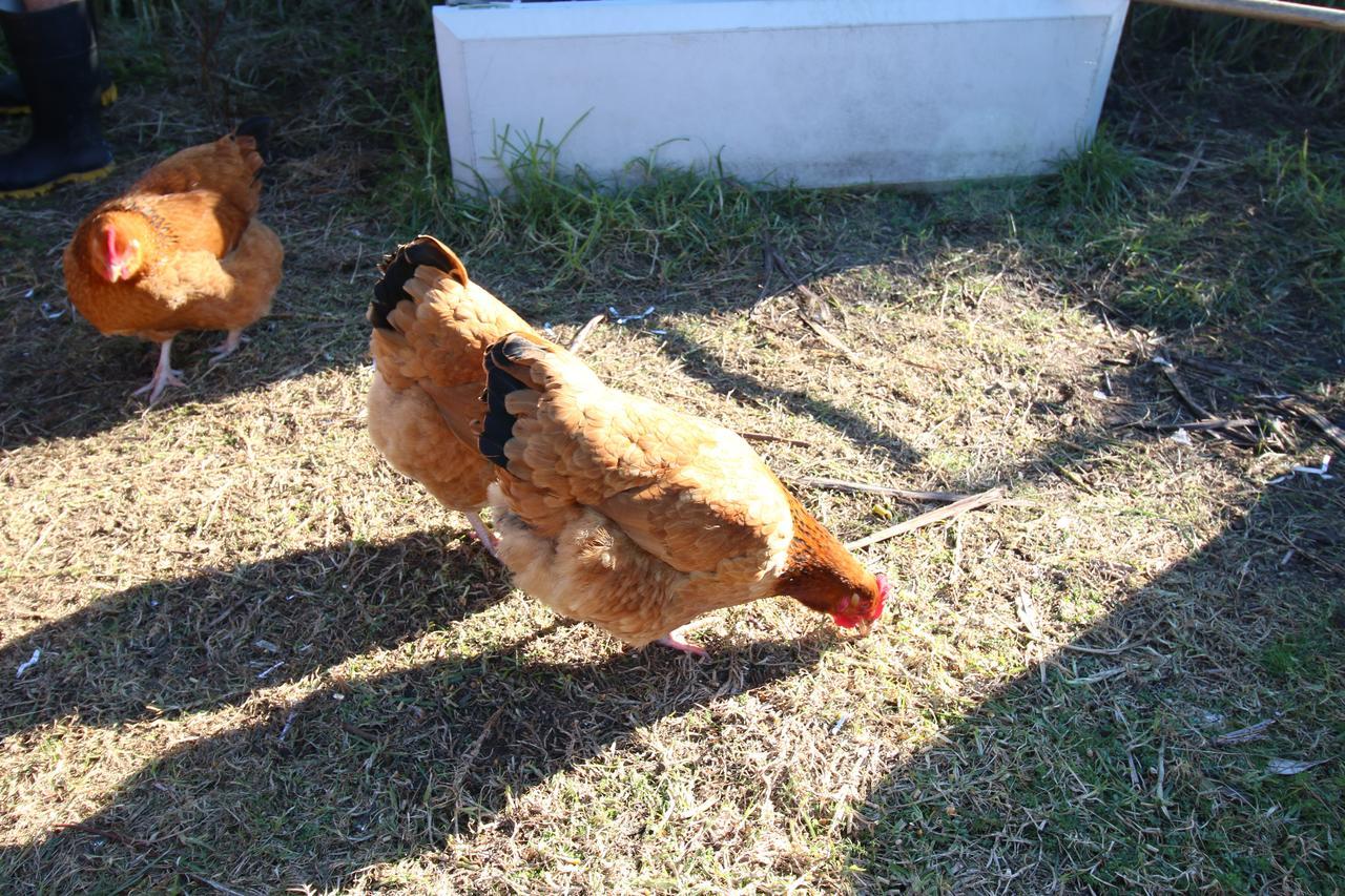 The Red Hen And Dog Hotel Ohope Luaran gambar
