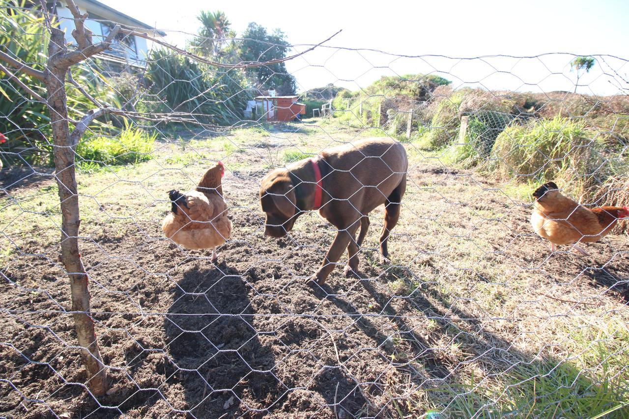 The Red Hen And Dog Hotel Ohope Luaran gambar